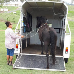 Float Loading The Young Horse